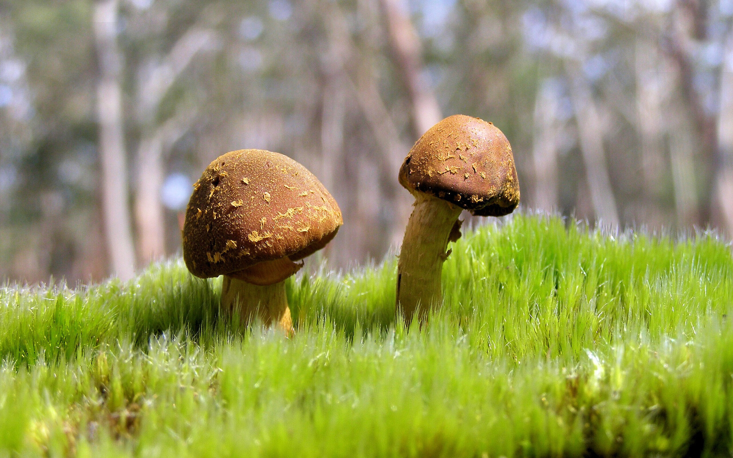 星空体育娱乐-国米冲击联赛冠军，国米争冠