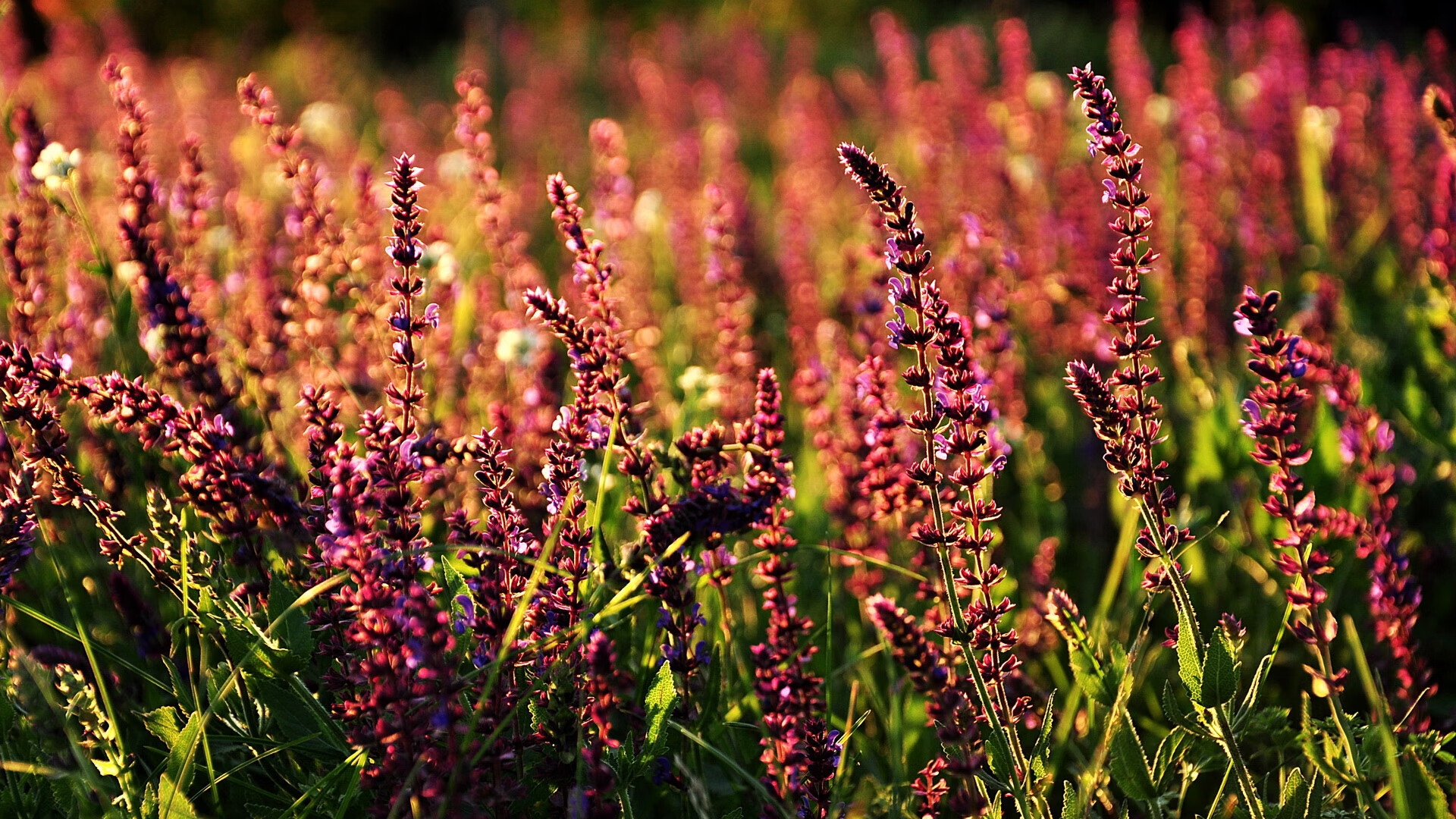 深圳佳兆业队员合作默契，取得关键胜利，佳兆业深圳首个项目