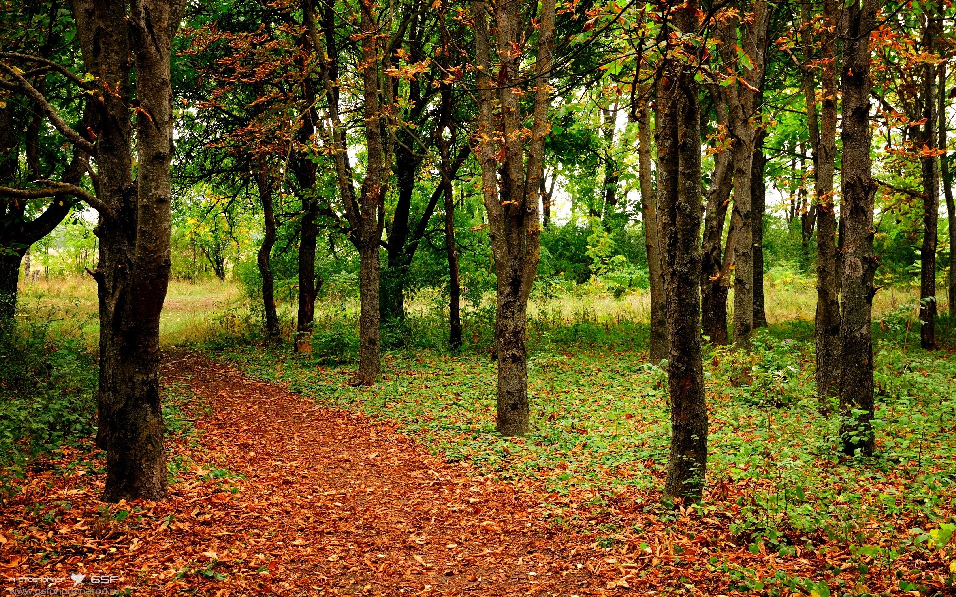 瑞安:在全黑队的进攻体系中扮演着至关重要的角色,2019年瑞安打黑案件